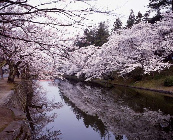 【福島・二本松・本宮発】 1000年余の時を咲かせる、全長43kmの桜色観光ルート!置賜さくら回廊7景(日帰り)1